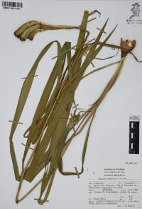 Tigridia pavonia image